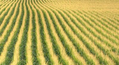 Washington State comes in at No. 1 for U.S. sweet corn farming