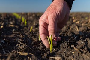 Soil sampling for nitrogen can be critical as snowmelt in early spring could impact nitrogen losses.
