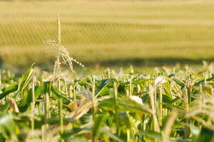 Corn crops take center stage in 2025 as growers shift away from soybeans, according to USDA projections.