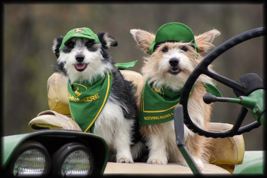Dogs wearing John Deere 