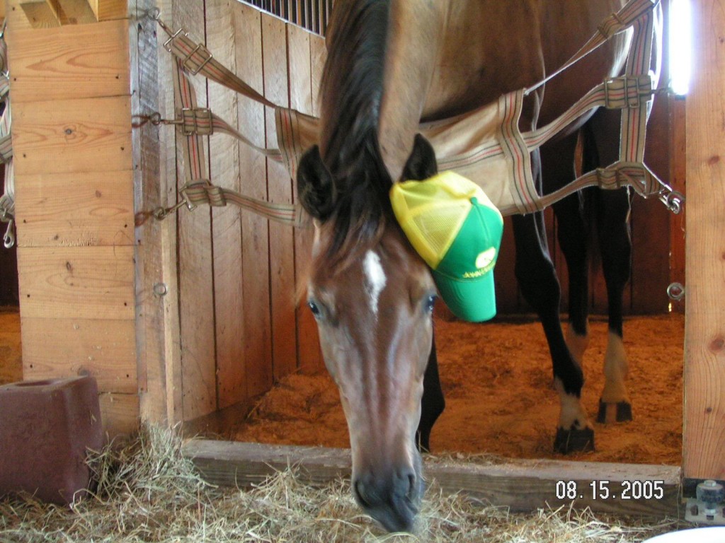 John Deere hat on a horse