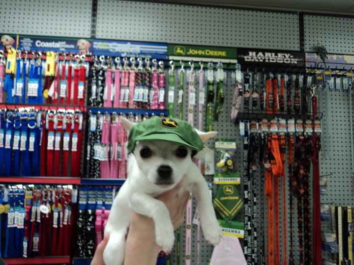 John Deere dog hats