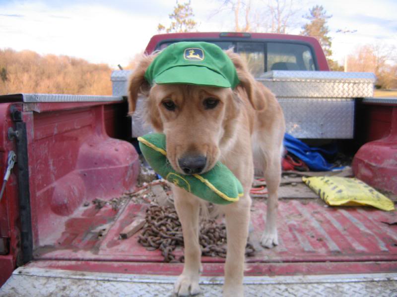 A dog that loves John Deere